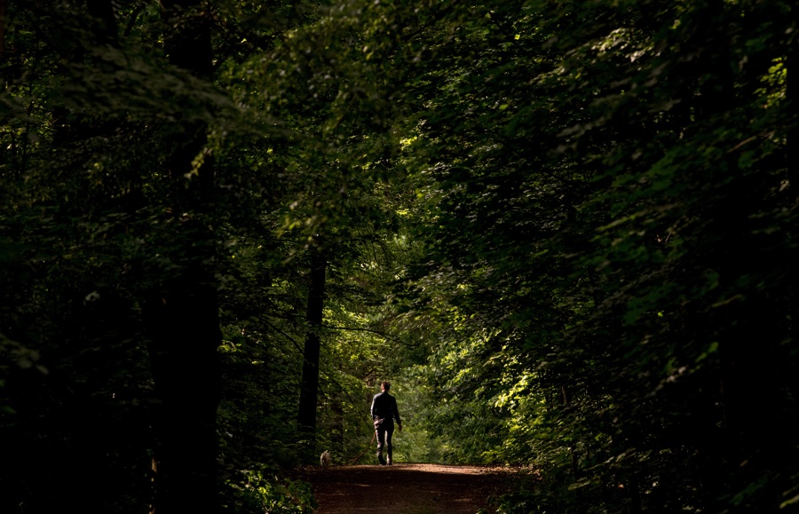Estar 20 minutos en el bosque reduce el estrés