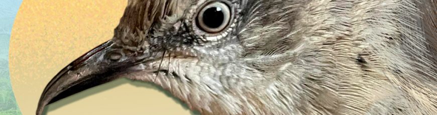 Cenzontle, el ave que cautiva con sus cantos