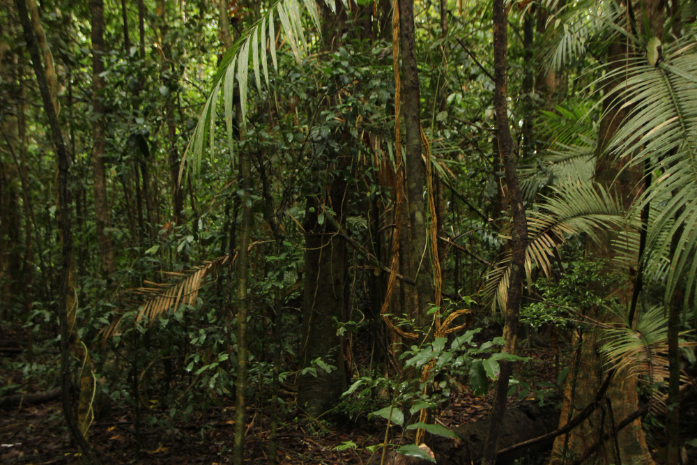 Bosques amazónicos poseen ‘capital natural’ irremplazable