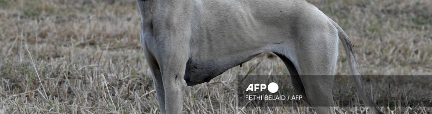 La lucha por salvar al sloughi en Túnez, una raza de perros ancestrales «amenazada»