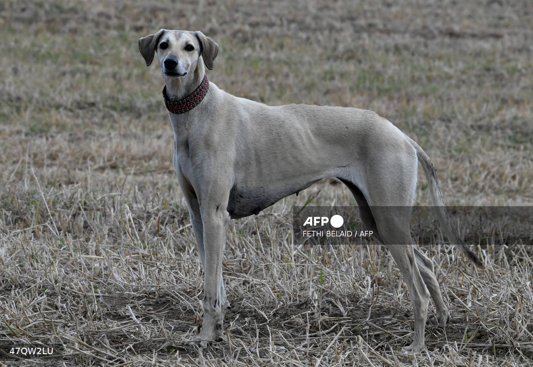 La lucha por salvar al sloughi en Túnez, una raza de perros ancestrales «amenazada»