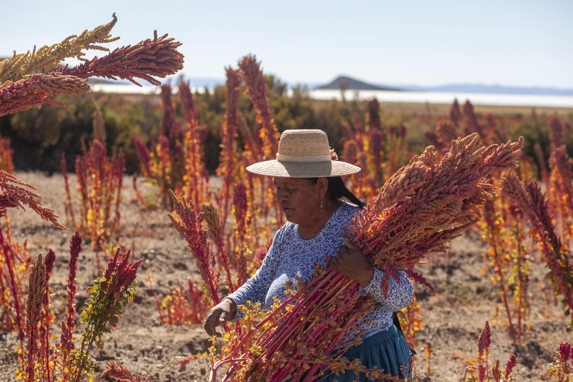 Chefs del mundo se rinden ante la quinoa boliviana cultivada en altura