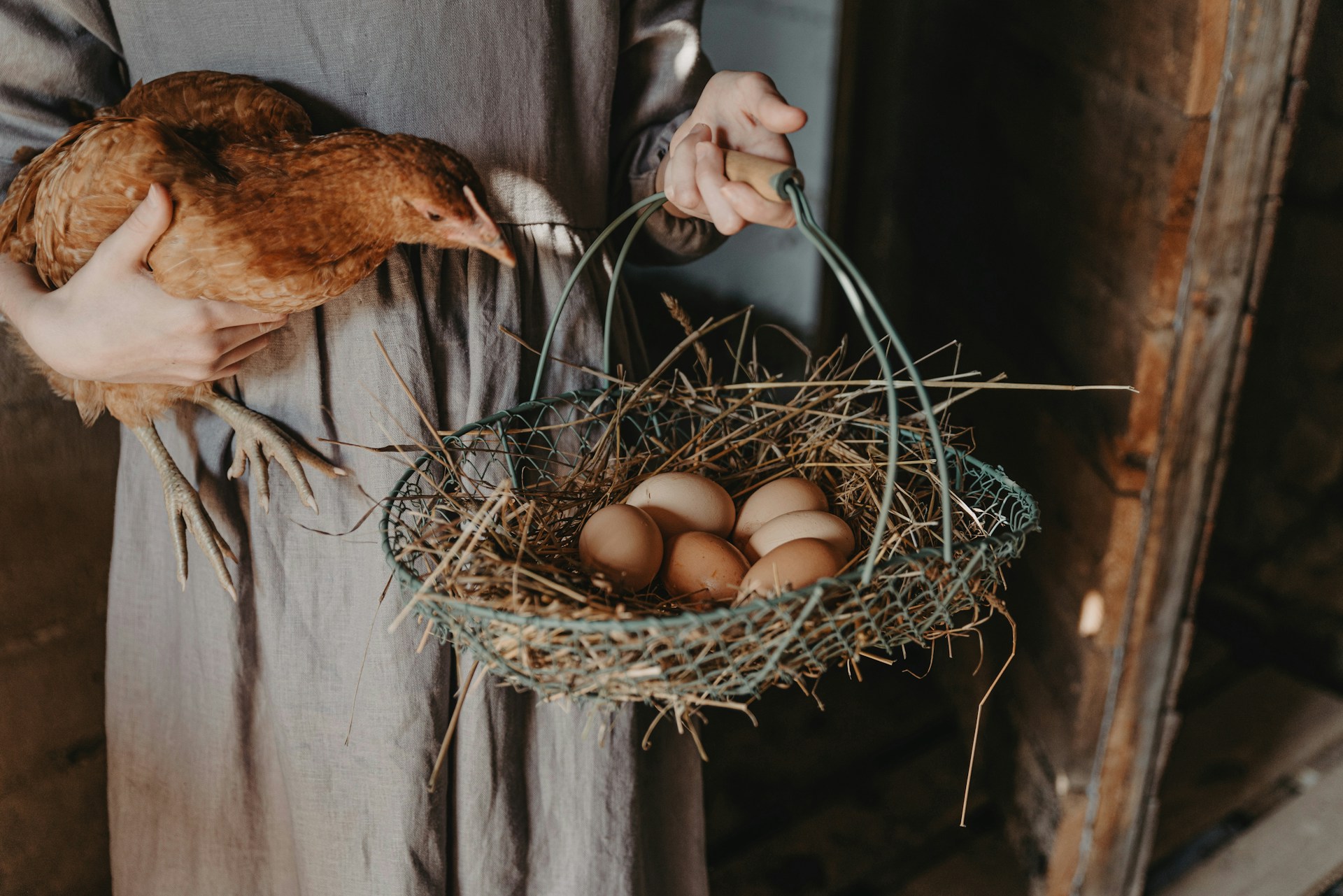 ¿Huevo o gallina? La evolución responde