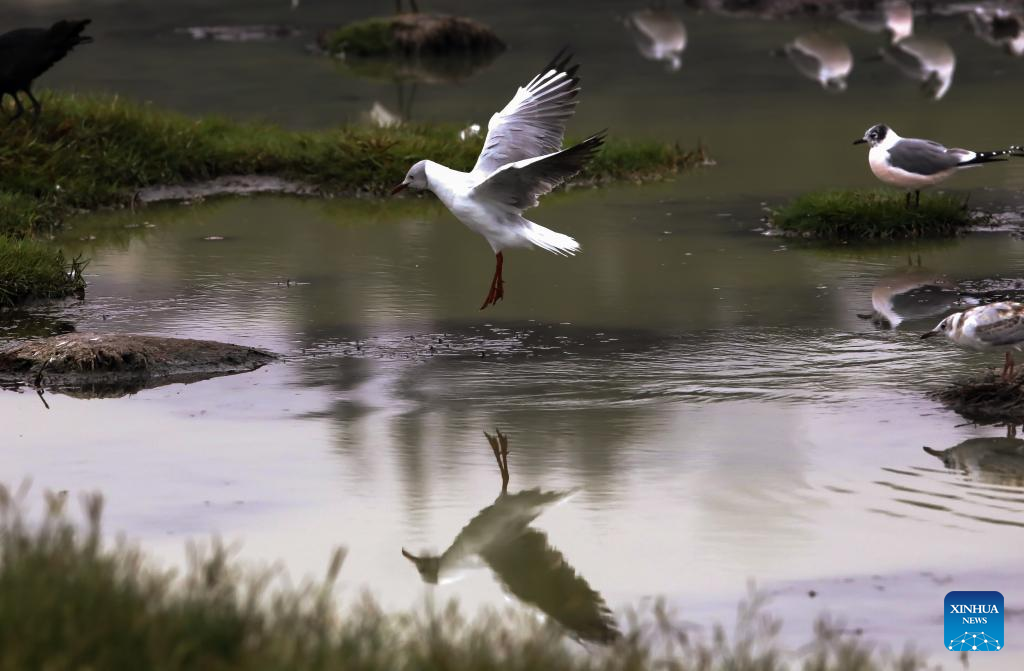 Perú compite por el liderazgo en observación de aves