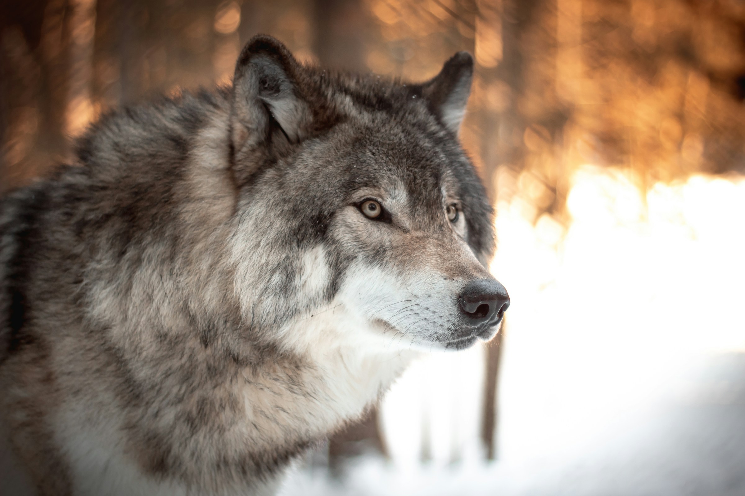 Regreso del lobo genera conflicto en Países Bajos