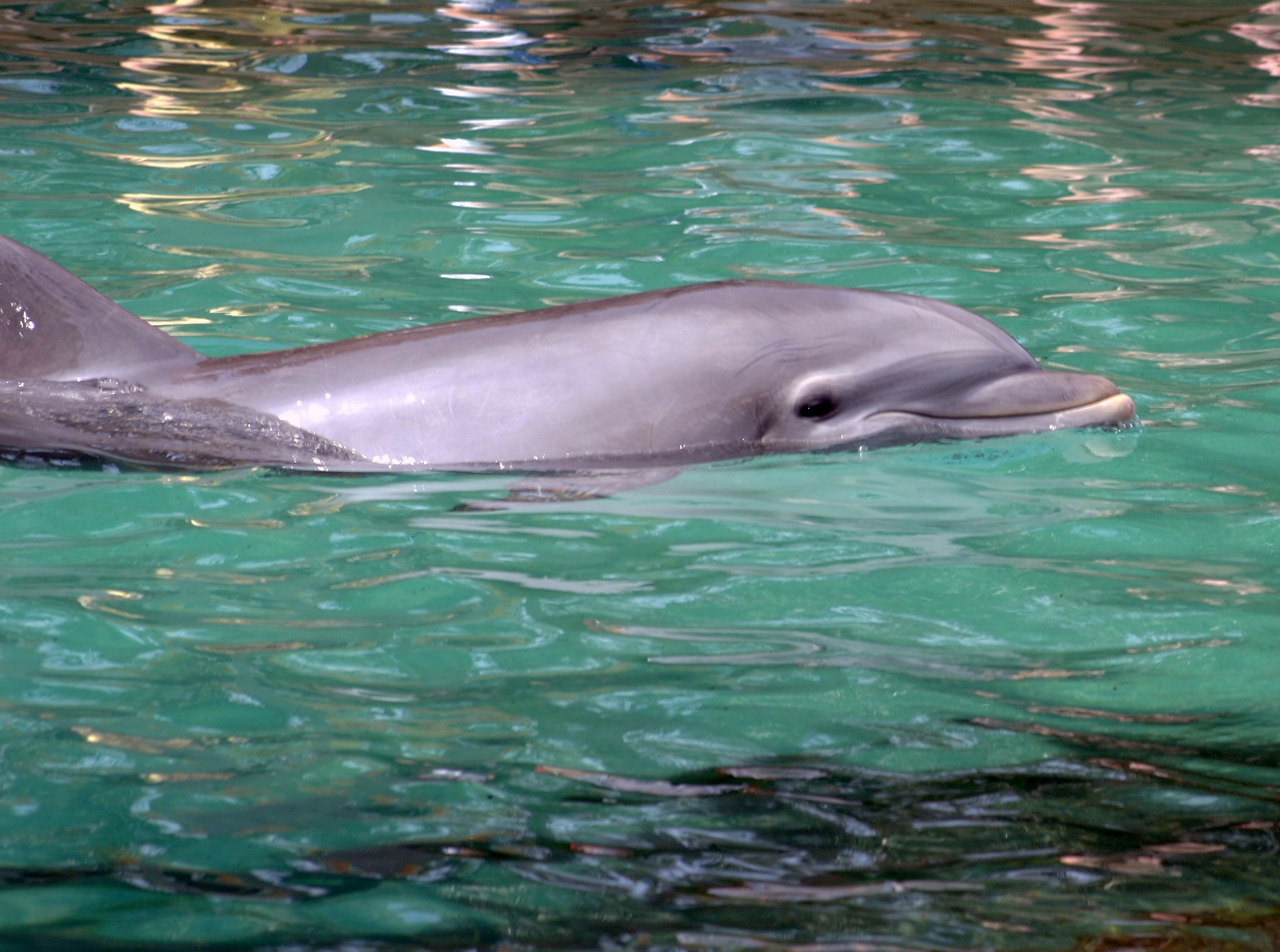 Ecuador lanza plan para proteger delfines de la Amazonía