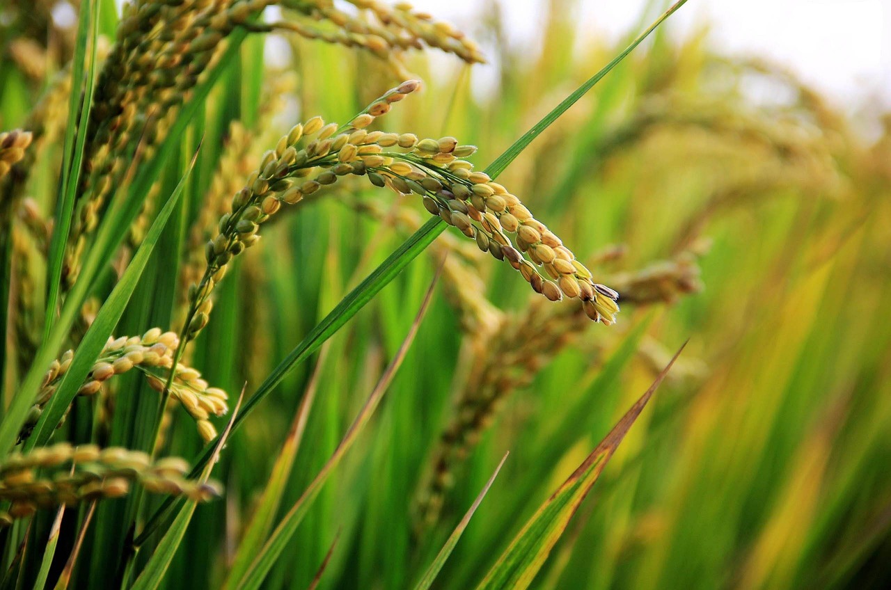 Chile desarrolla arroz resistente a sequías