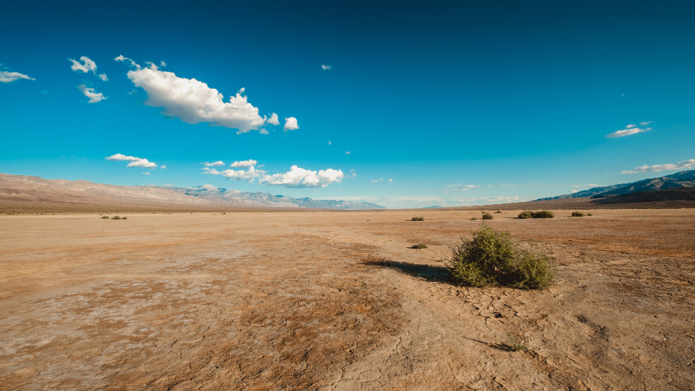 Los misterios de las plantas que ‘crean’ agua en el desierto