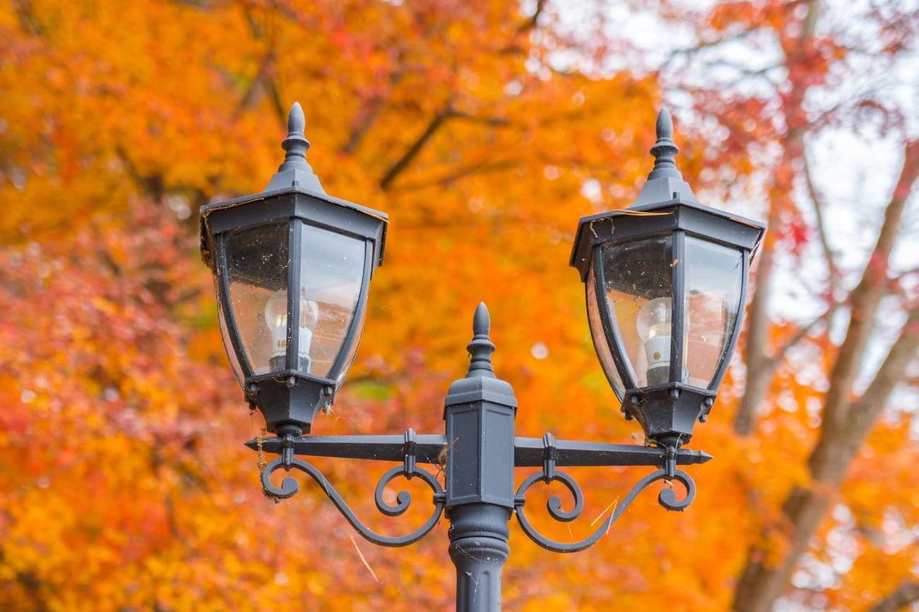 La luz artificial alarga el ciclo de crecimiento de las plantas en las zonas urbanas