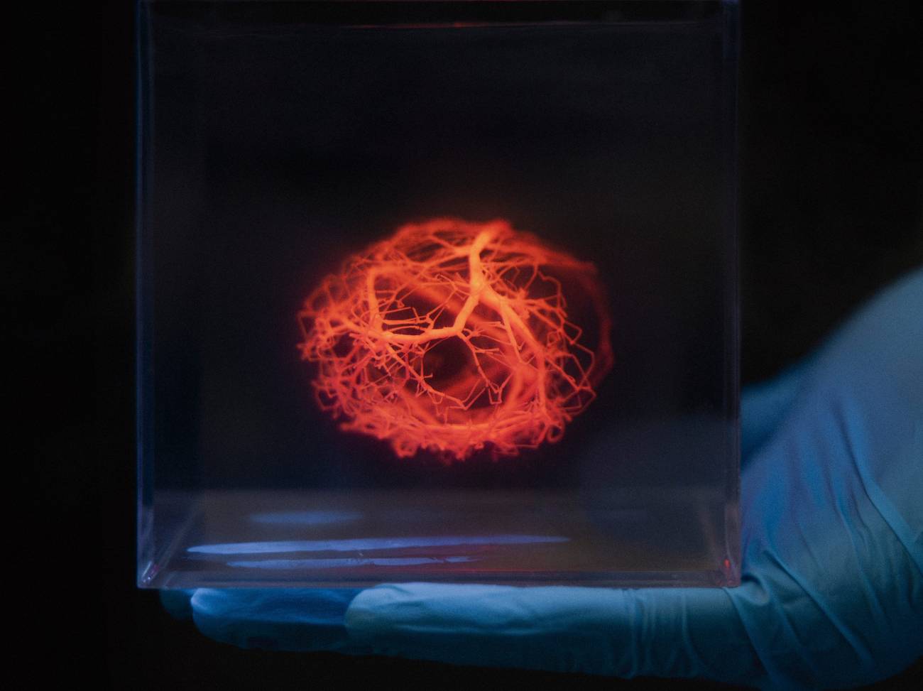 Un software acelera el diseño de vasos sanguíneos para corazones impresos en 3D