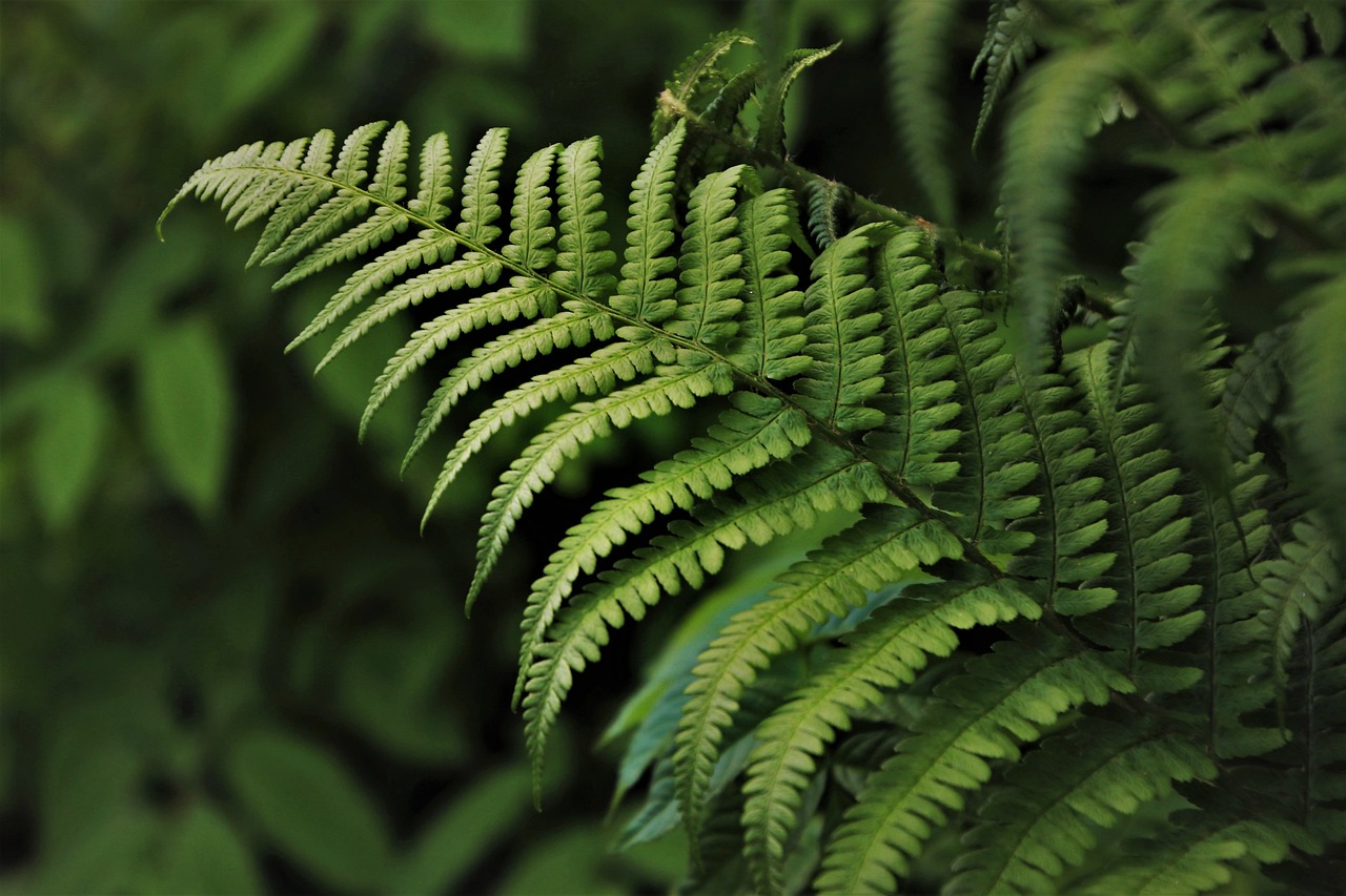 Grupos comunitarios en México crean manual para proteger bosques