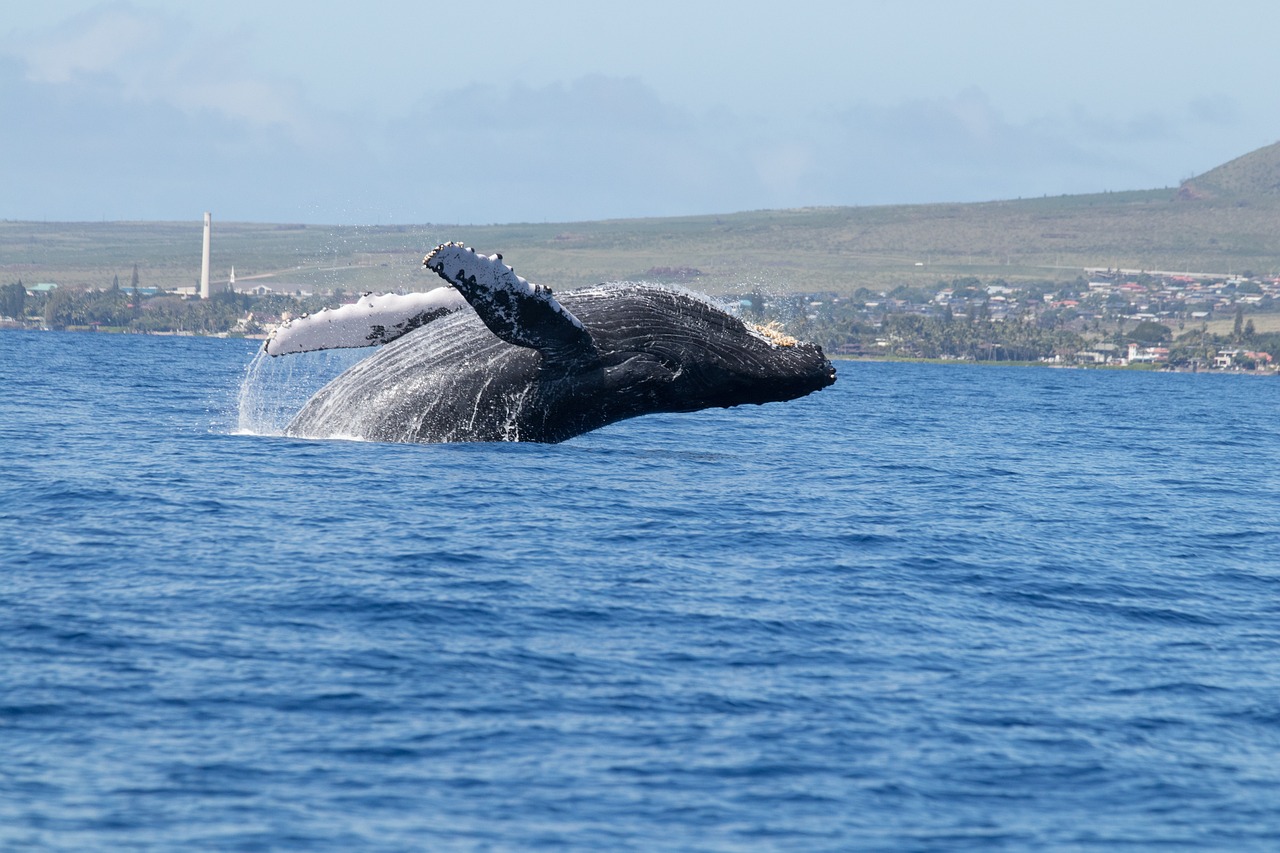 Científicos: ballenas jorobadas nos envían mensajes
