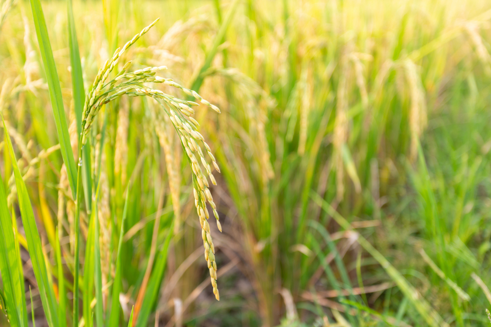 Crisis en la agricultura: Vietnam cultiva arroz en Cuba