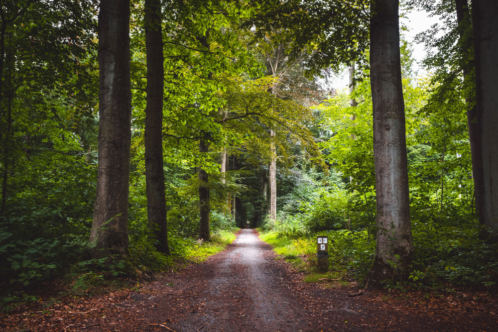 Bosques europeos pierden la capacidad de absorber carbono