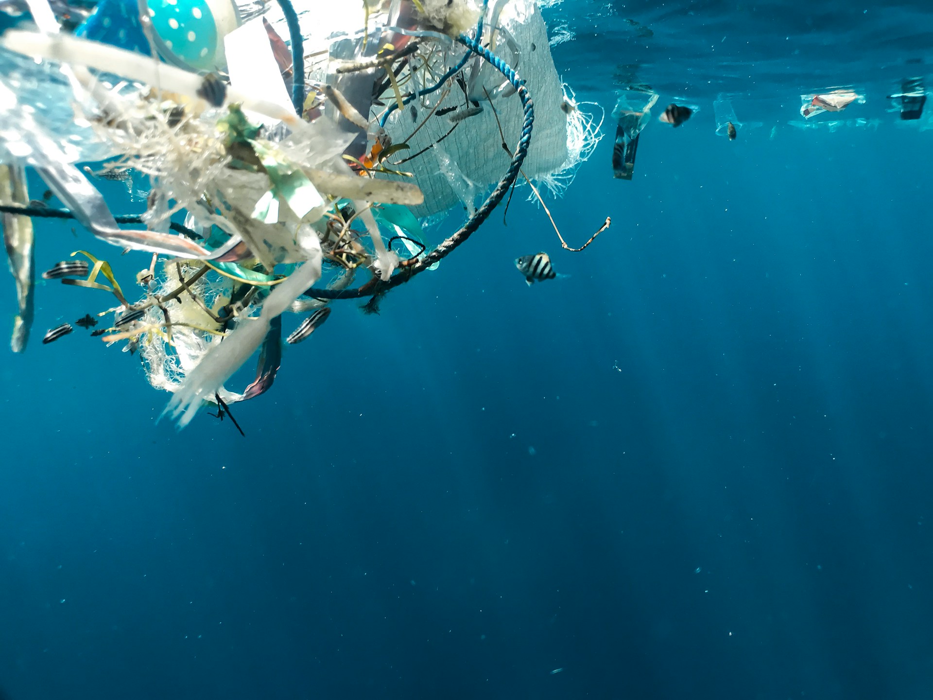 Bacterias marinas podrían ser la clave para degradar plástico