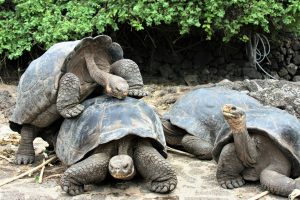 775-2-CIENCIA_Tortugas galápagos_
