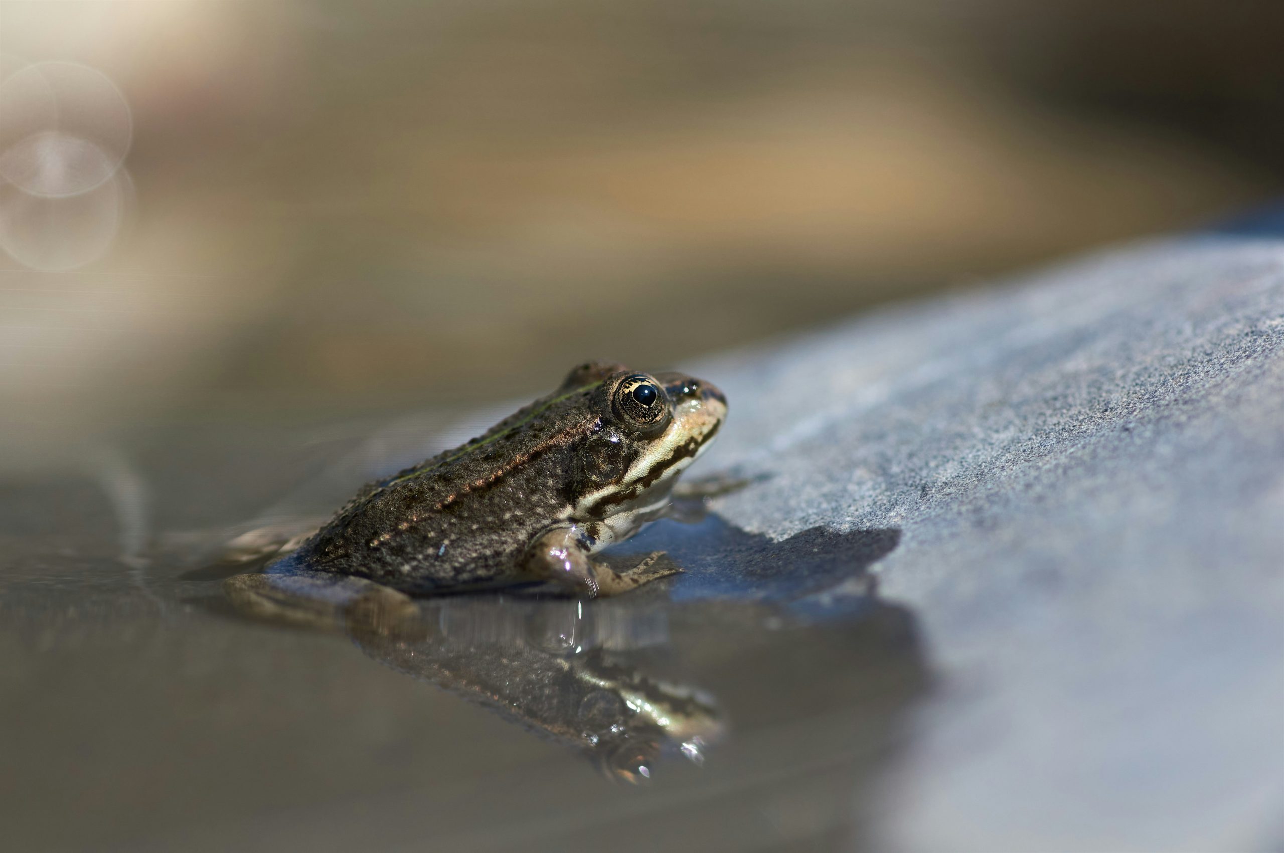 Ecuador impulsa el registro de especies y protección de la biodiversidad