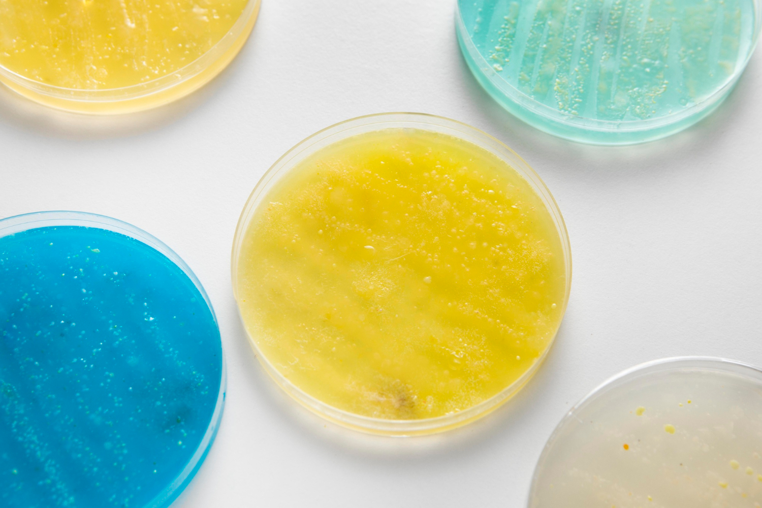 Cianobacterias y extremófilos: aliados contra la contaminación