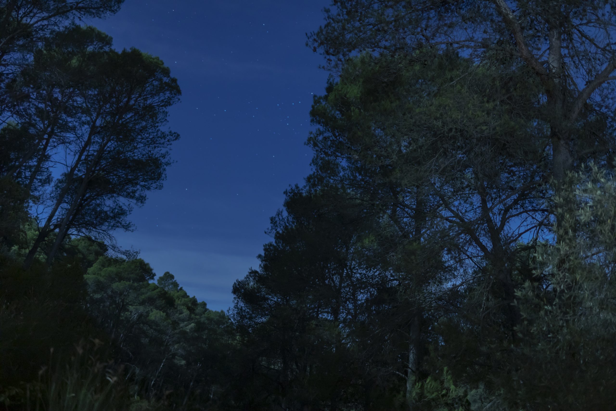 ‘Huele de noche’: la planta que protege cultivos
