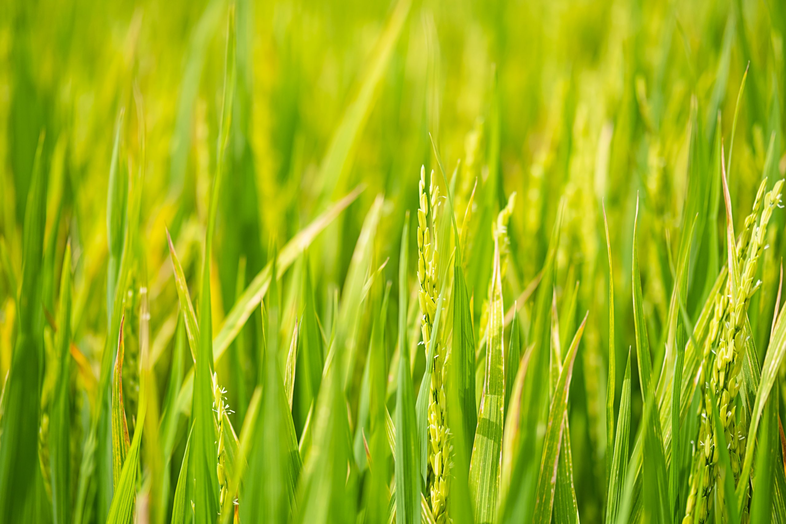 ADN del arroz y maíz abre nuevas posibilidades agrícolas