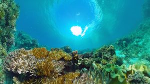 Coral reef and tropical fish. Bohol, Philippines.