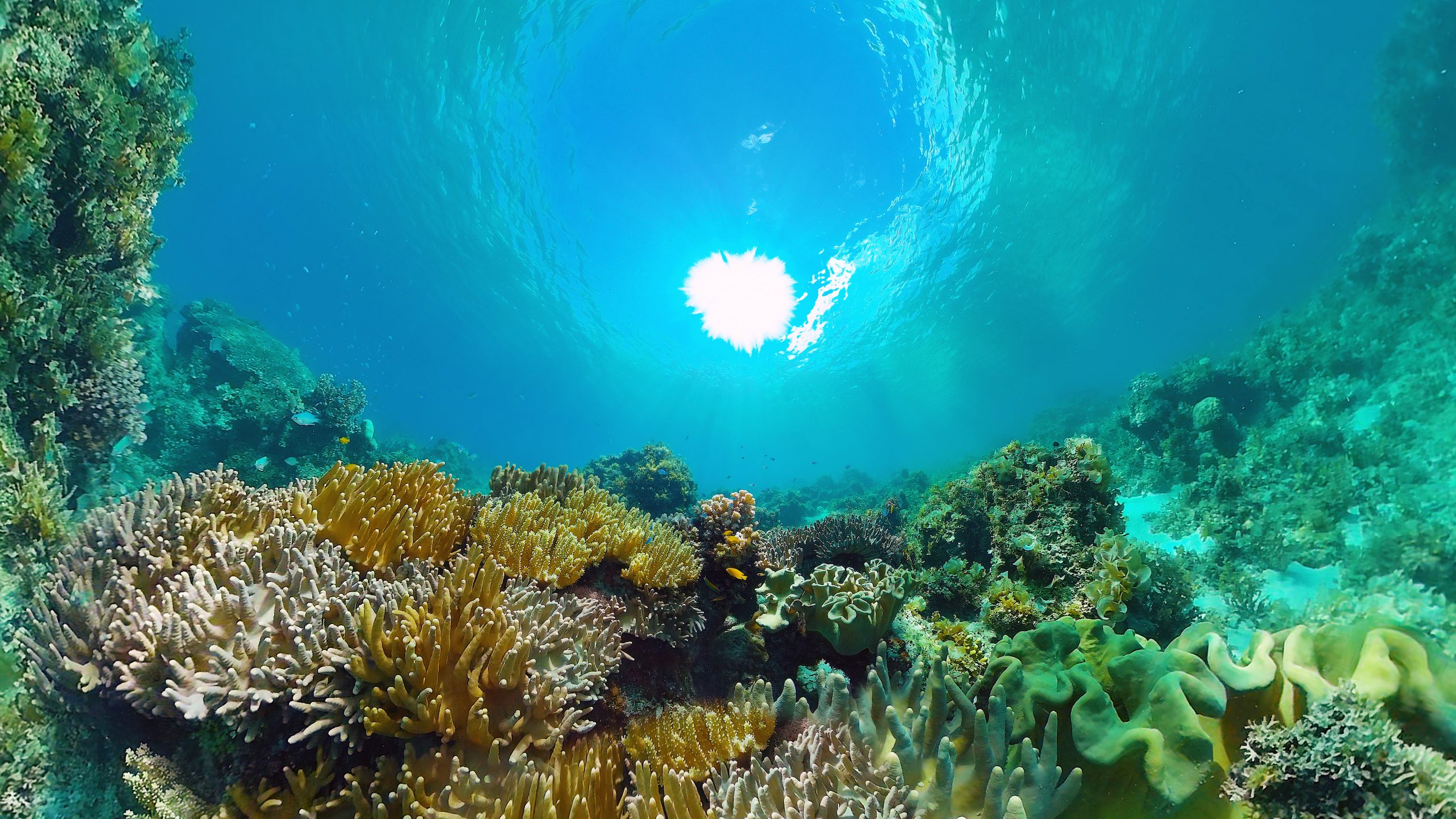 Greenpeace alerta sobre minería que amenaza a Raja Ampat