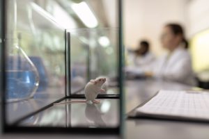 Little mouse in the laboratory
