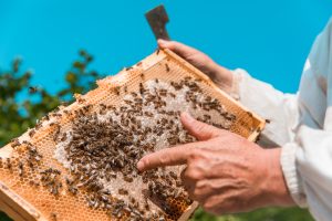 Beekeeper holding bee hives with honey