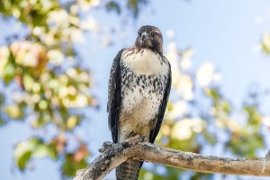 779-3-CIENCIA_Aguila_Freepik