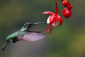 779-6-TECNO_Biodiversidad Colombia_