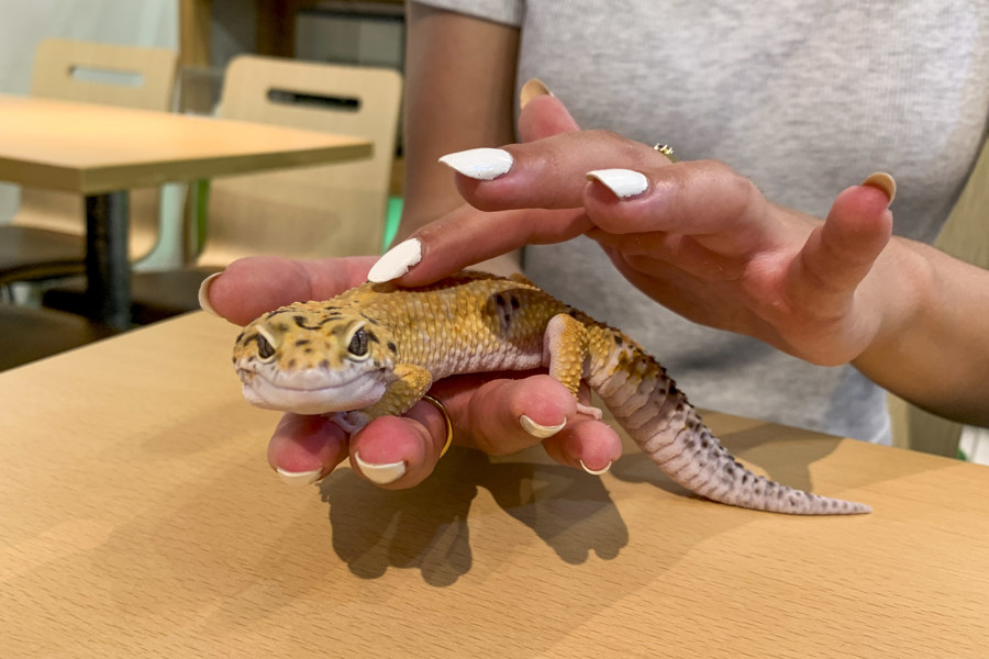 Cafeterías con animales: amenaza para la biodiversidad