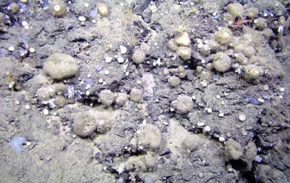 Pesca de arrastre y calentamiento oceánico amenazan la conectividad de las esponjas