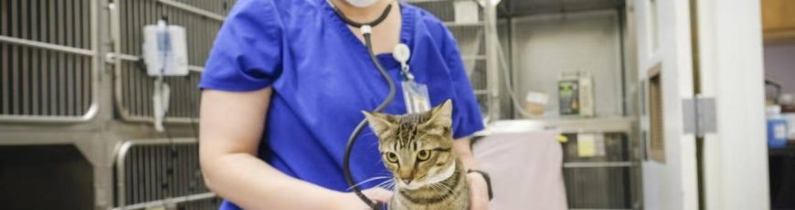 Lo que los gatos nos pueden enseñar sobre la covid persistente