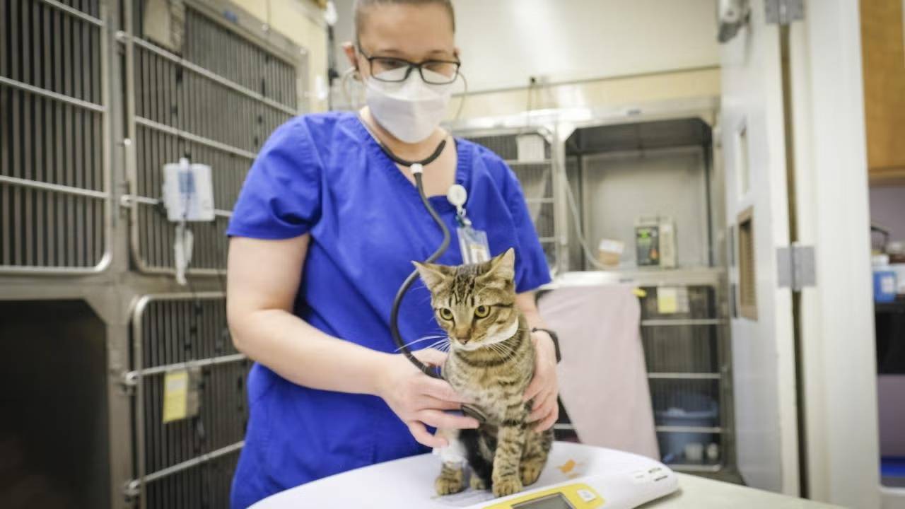 Lo que los gatos nos pueden enseñar sobre la covid persistente