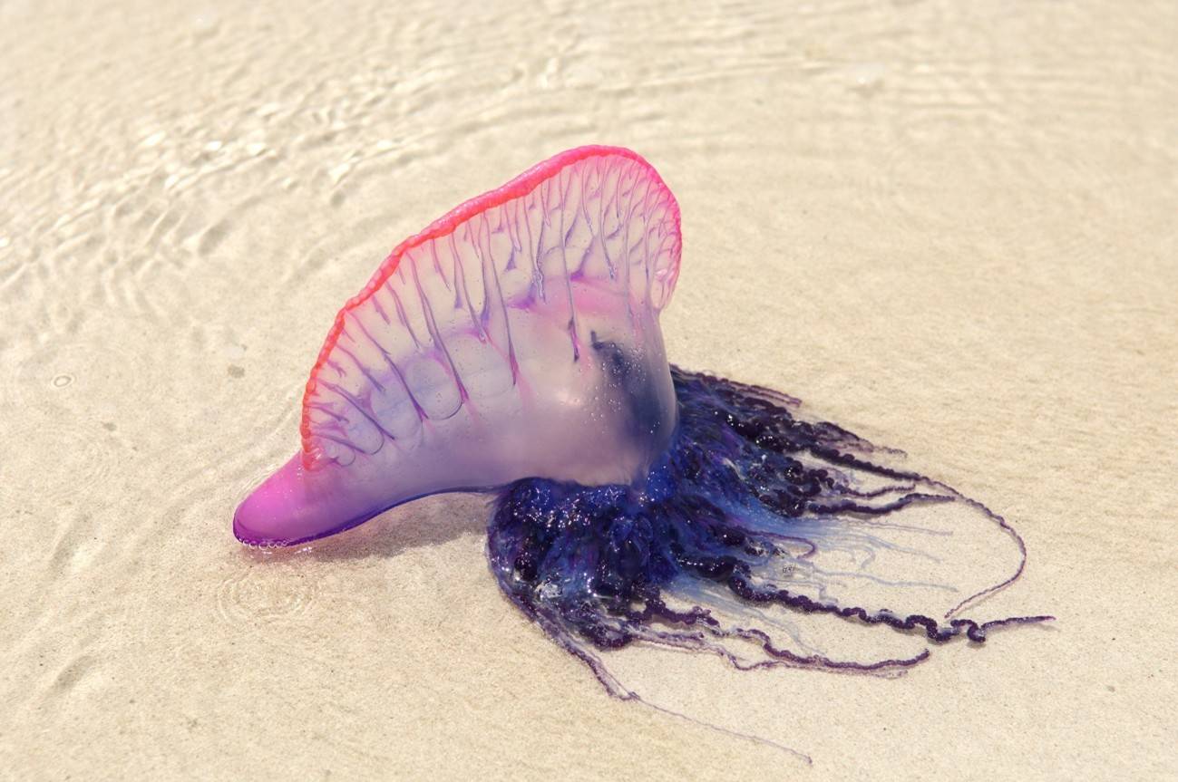 No son medusas: identifican cuatro especies distintas de carabela portuguesa