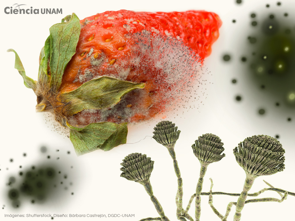 El riesgo de consumir alimentos contaminados con aflatoxinas