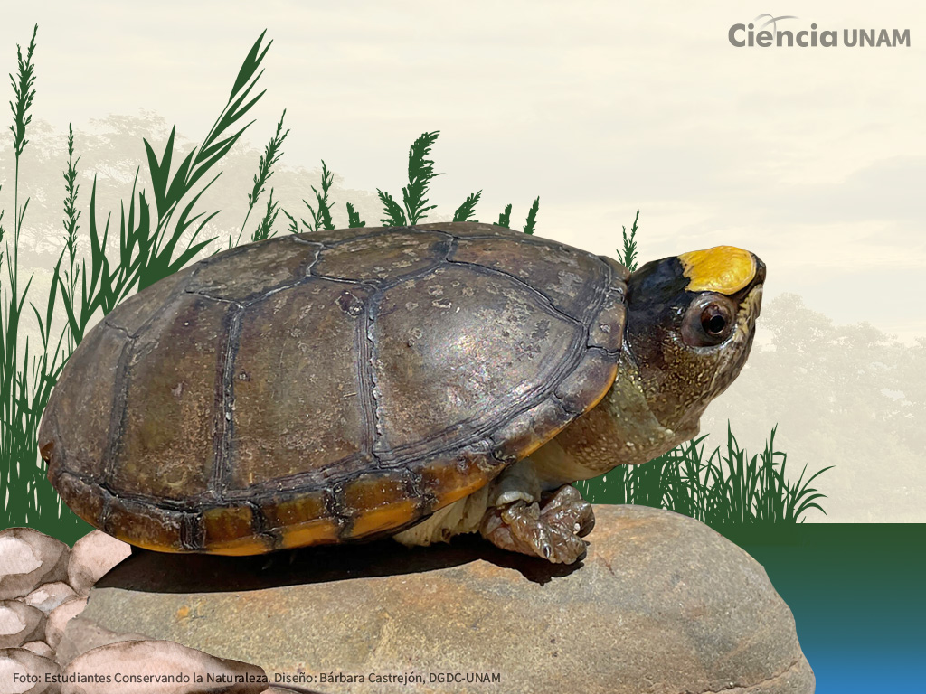 La tortuga más pequeña del mundo en peligro de extinción