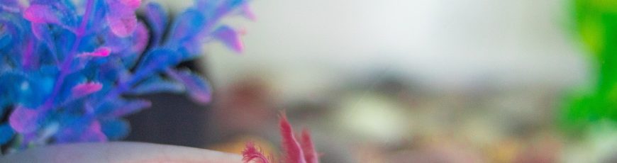 En Xochimilco se siembra conocimiento y se cosecha futuro