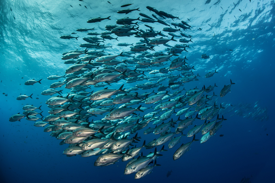 Los satélites delatan los buques de pesca ilegal
