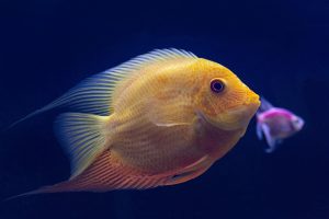 fishes-7314666_1280