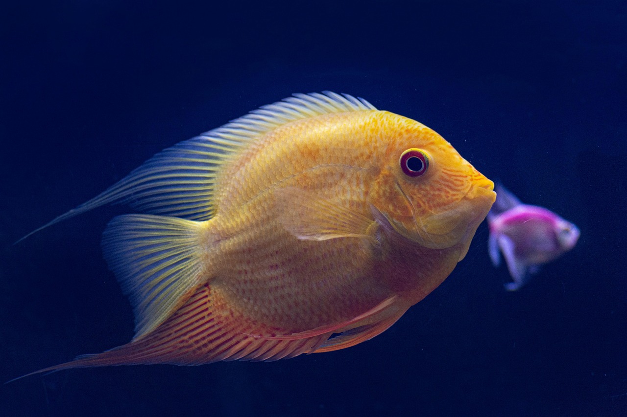La disminución del oxígeno en los océanos amenaza a los peces de aguas profundas