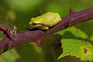 frog-191078_1280