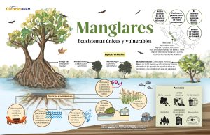 if_manglares_02072025