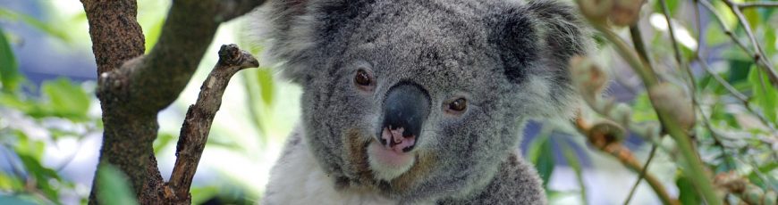Koalas solo pasan 10 minutos al día en el suelo, y es cuando la mayoría muere