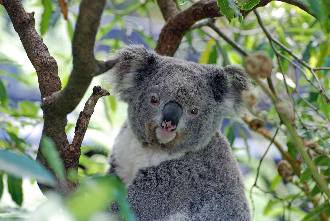 Koalas solo pasan 10 minutos al día en el suelo, y es cuando la mayoría muere