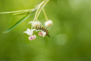 monarch-5093898_1280