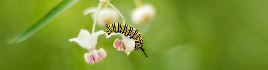 Cuando las plantas «hablan», los insectos escuchan