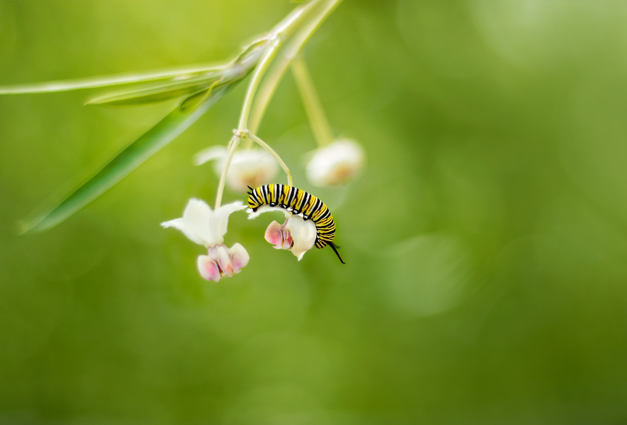 Cuando las plantas «hablan», los insectos escuchan