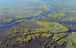 pantanal-5379257_1280
