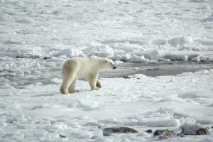 polar-bear-3775941_1280